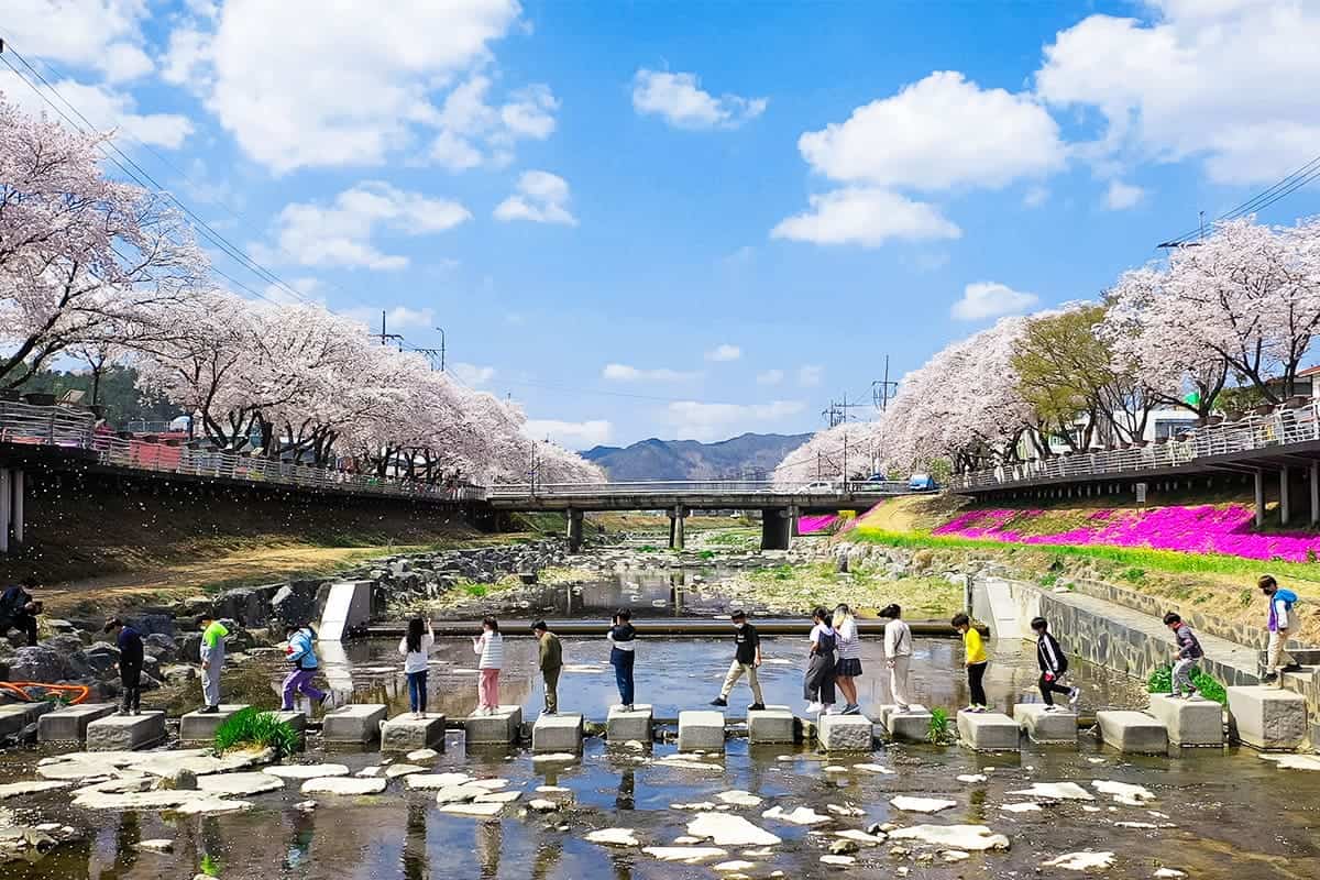 금산천 봄꽃축제