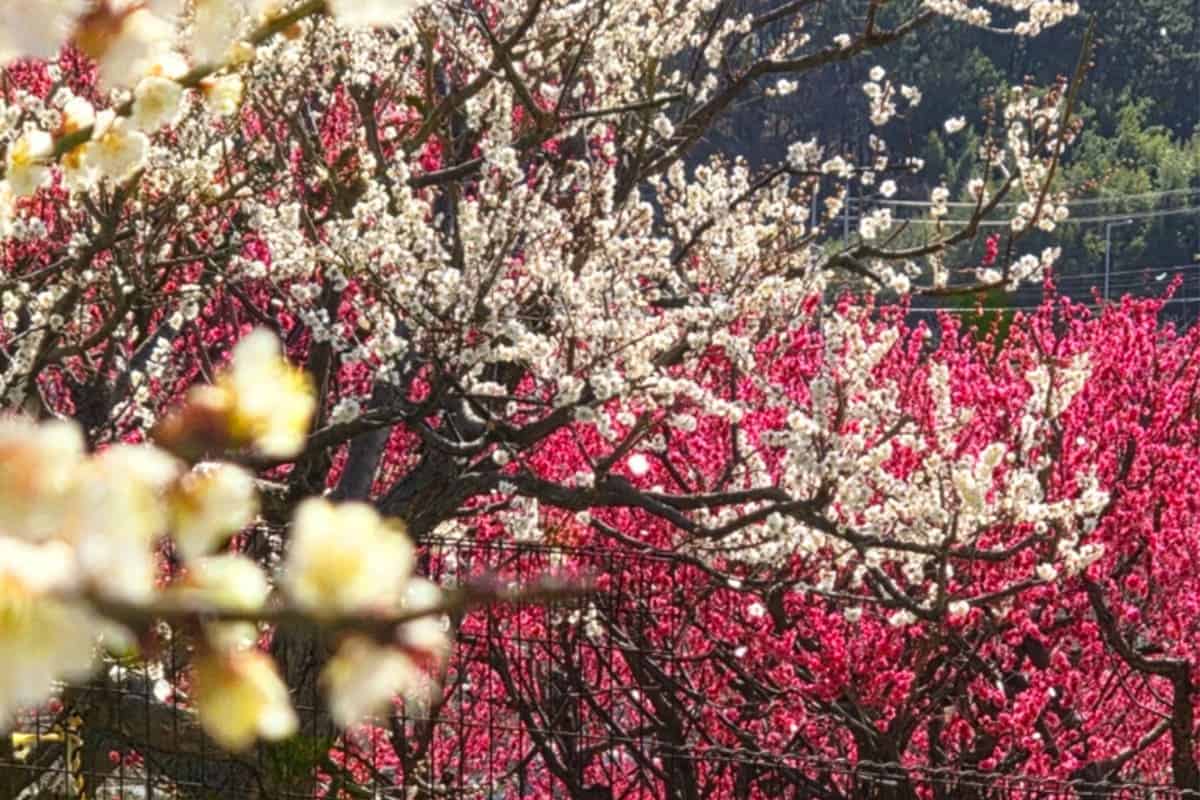 부산 기장 매화원 부산 기장 매화원