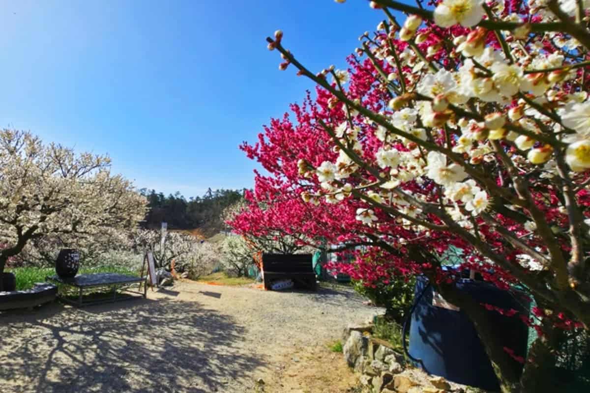 기장 매화원 풍경 기장 매화원 풍경