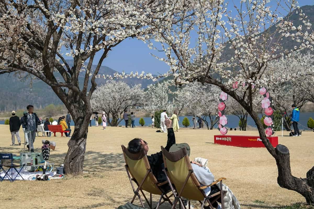 김해 용당나루 매화공원 피크닉