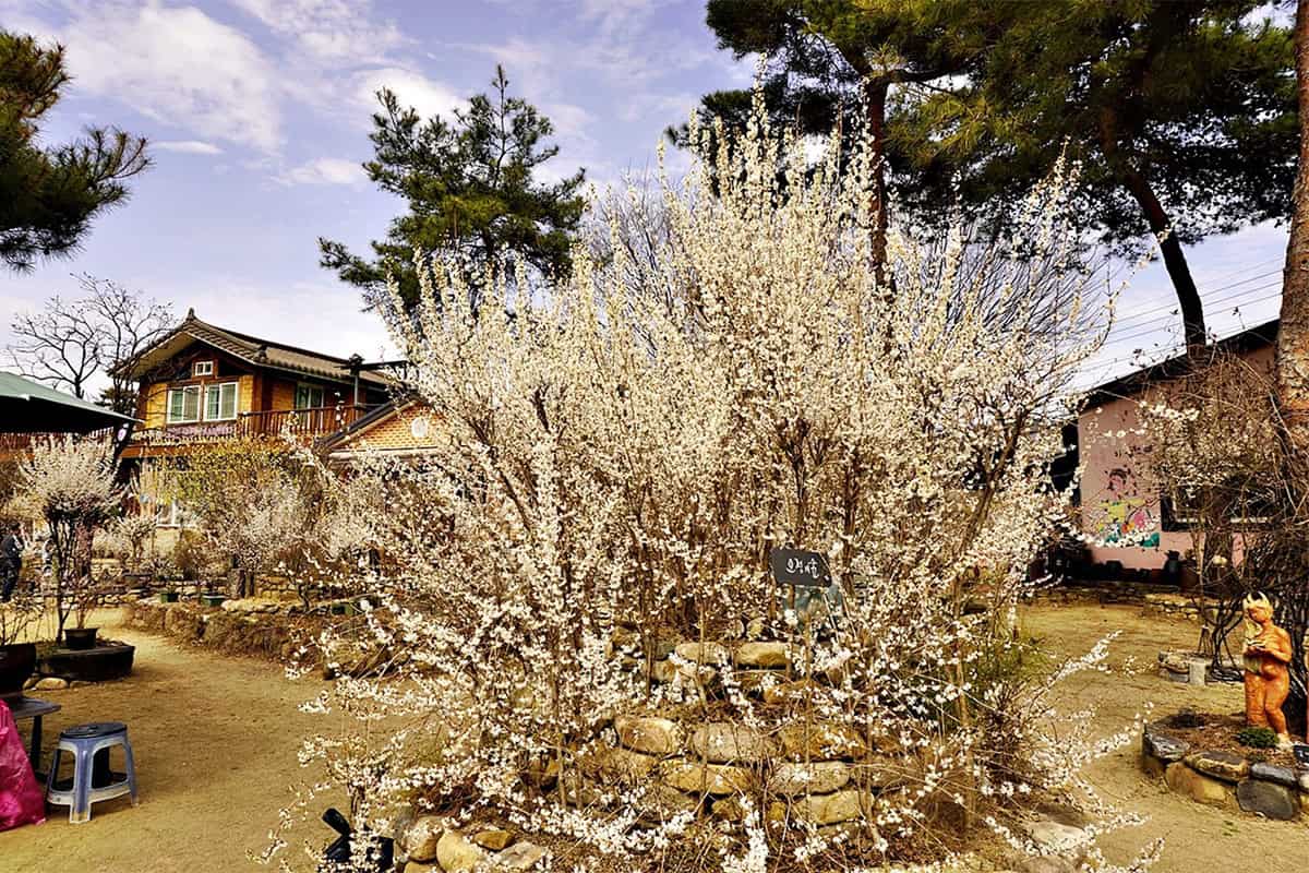 괴산 미선나무마을