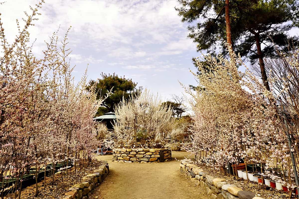 괴산 미선나무마을 풍경