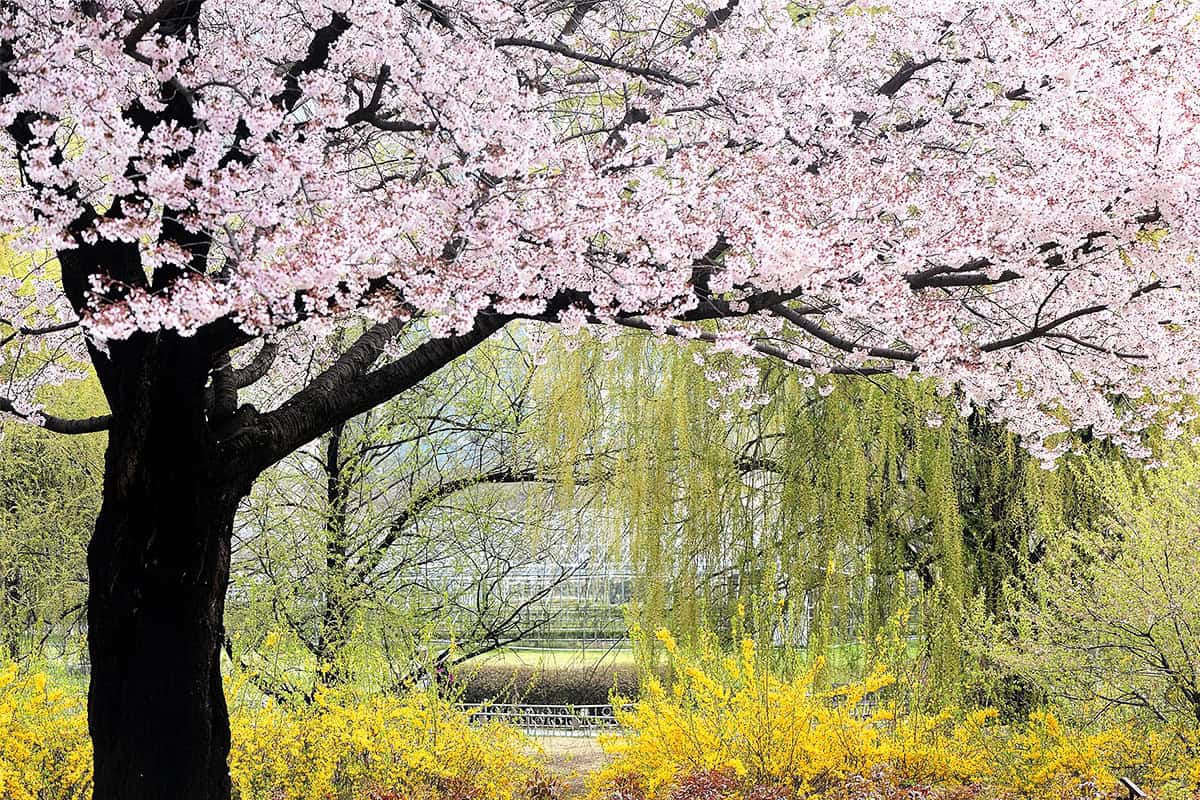 고양 일산호수공원 벚꽃 고양 일산호수공원 벚꽃