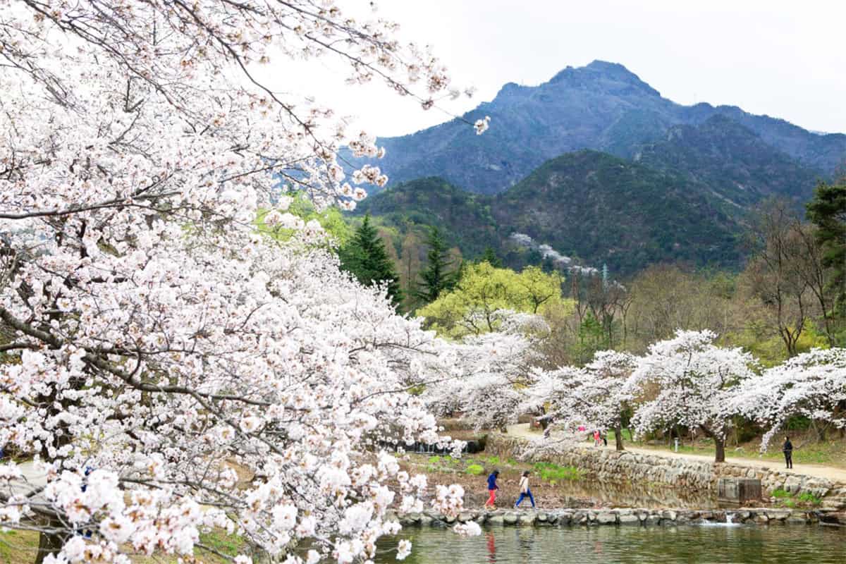 구미 금오천 벚꽃