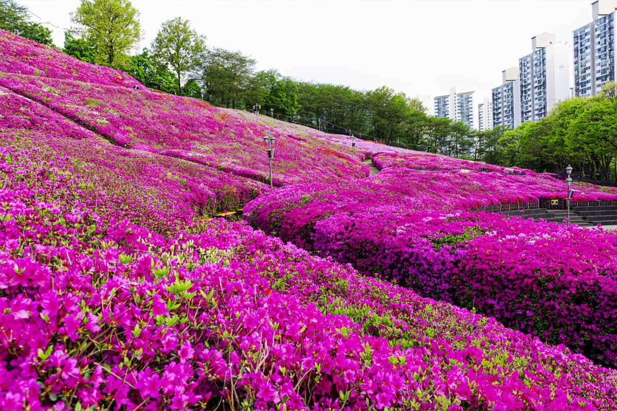 철쭉동산 철쭉동산