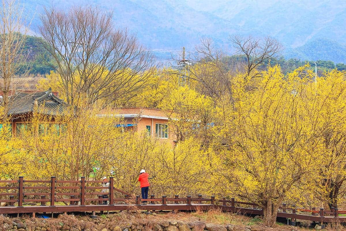 구례 산수유축제 풍경 구례 산수유축제 풍경