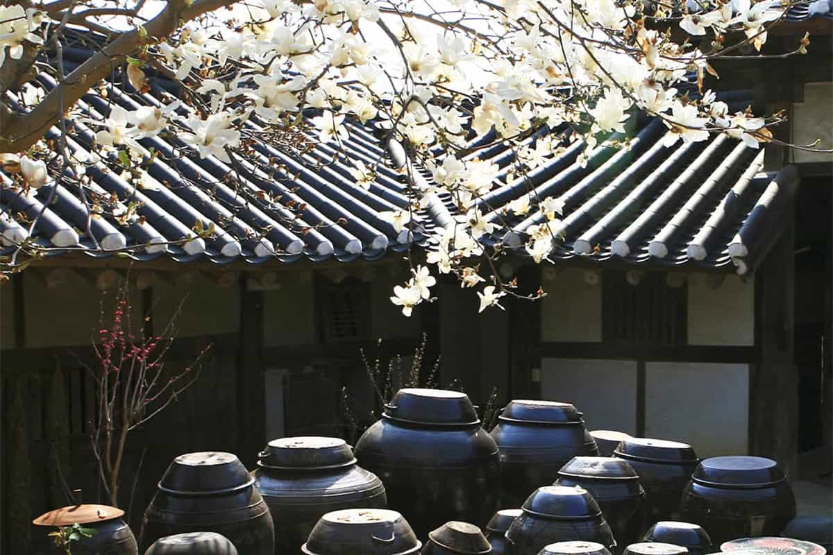 구례 운조루 목련