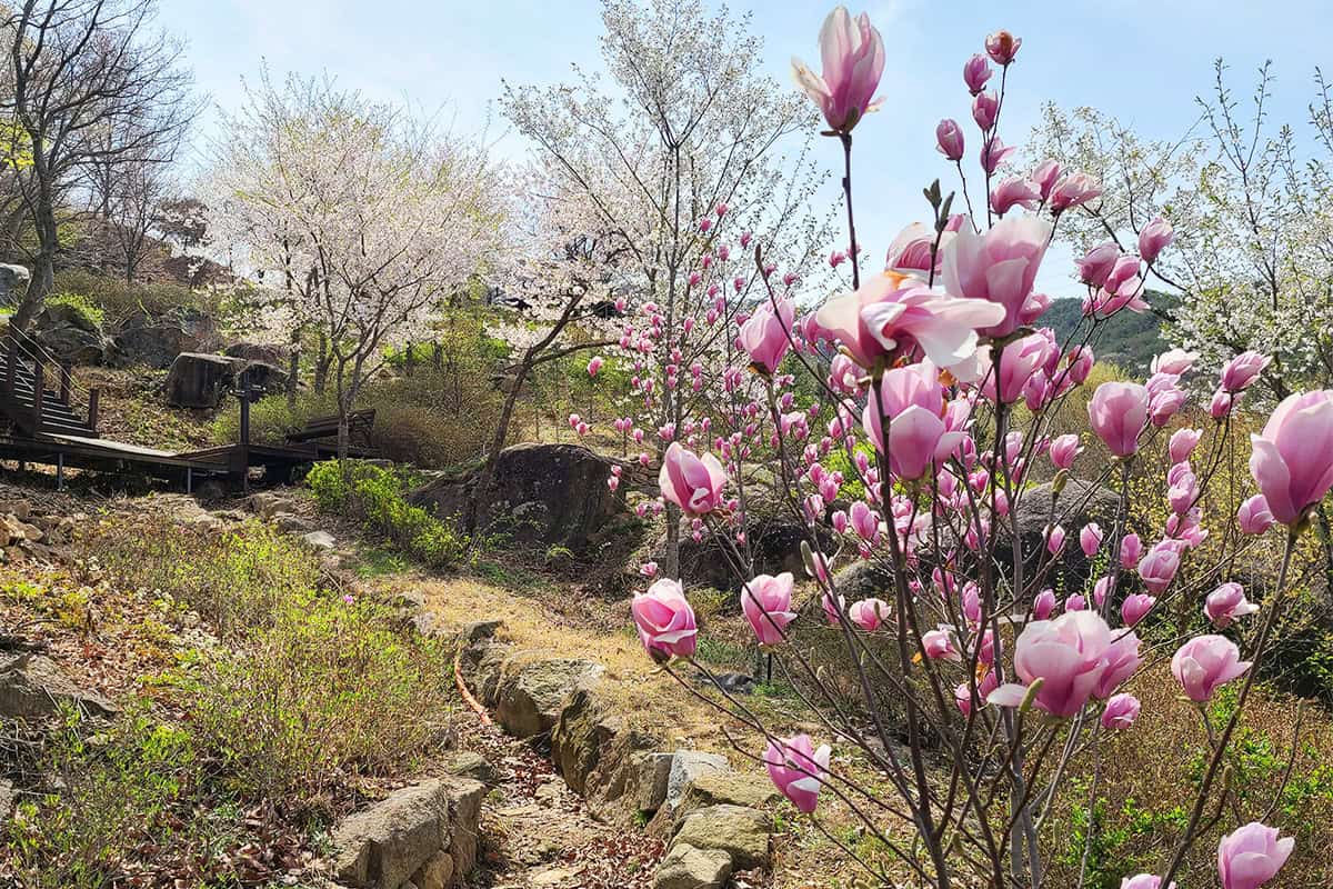구례수목원 목련