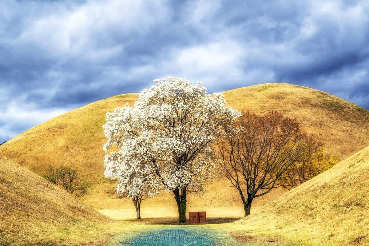 경주 대릉원 목련
