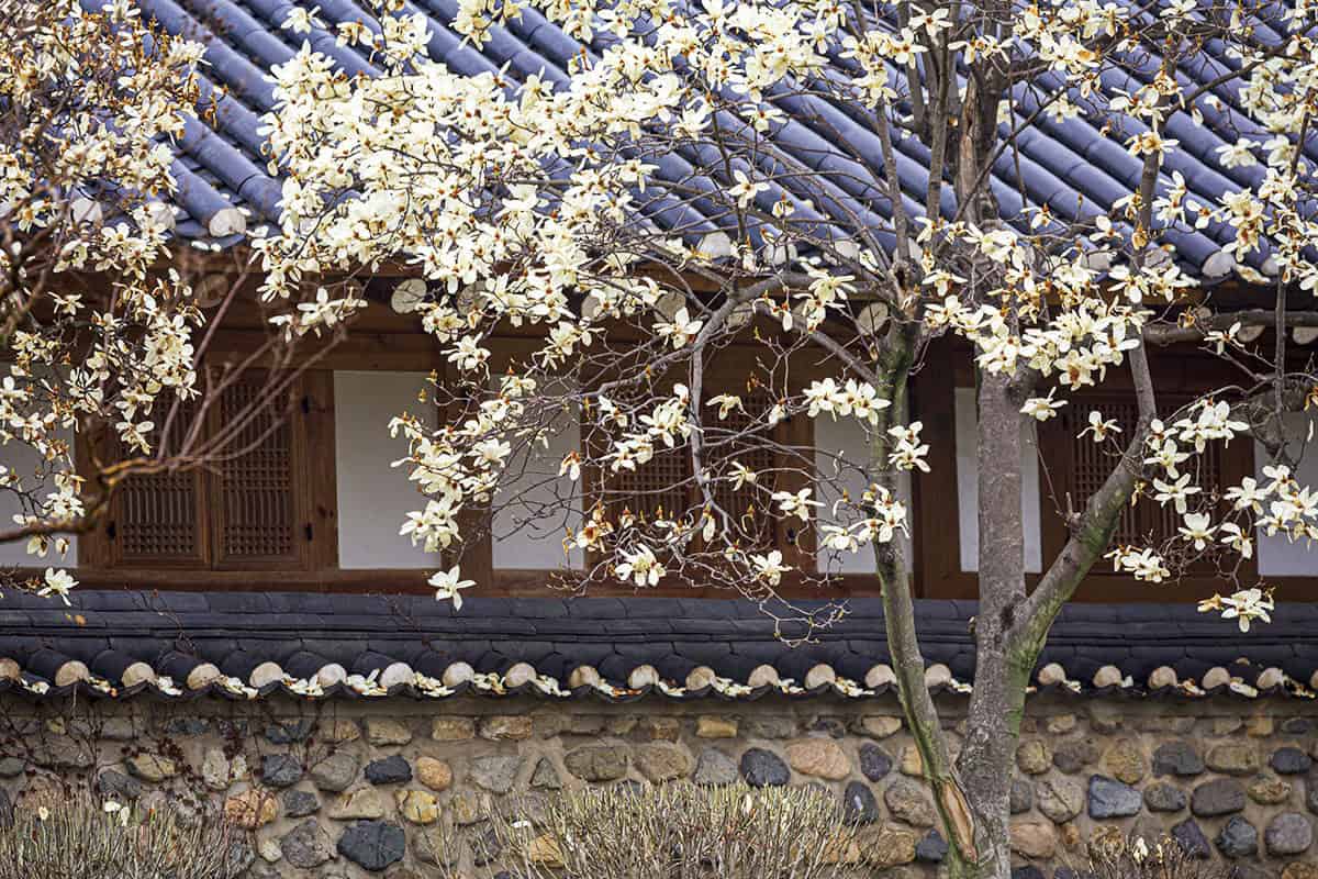 경주 오릉 목련나무