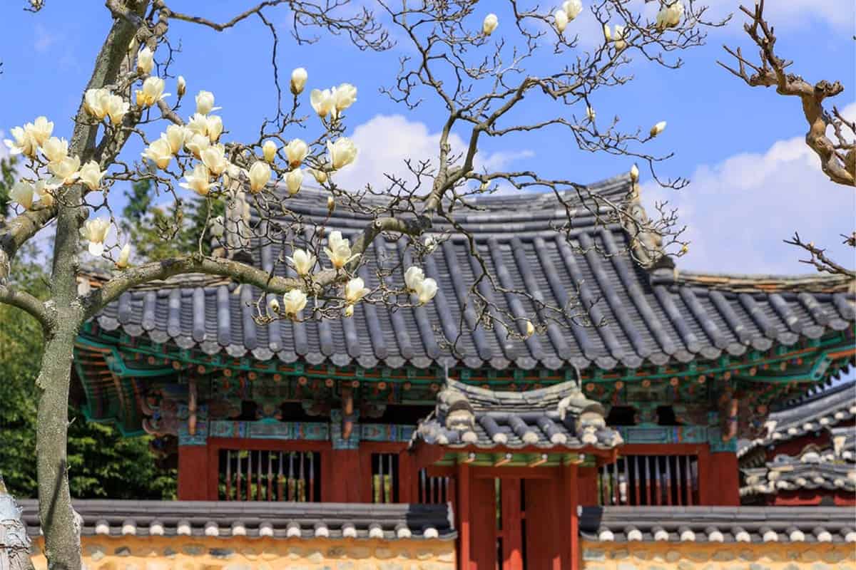 경주 오릉 목련
