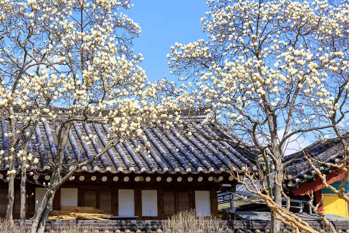 경주 오릉 목련