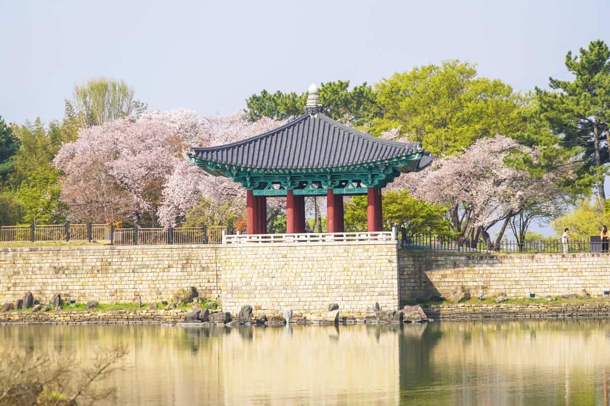 경주 동궁과 월지 벚꽃 경주 동궁과 월지 벚꽃
