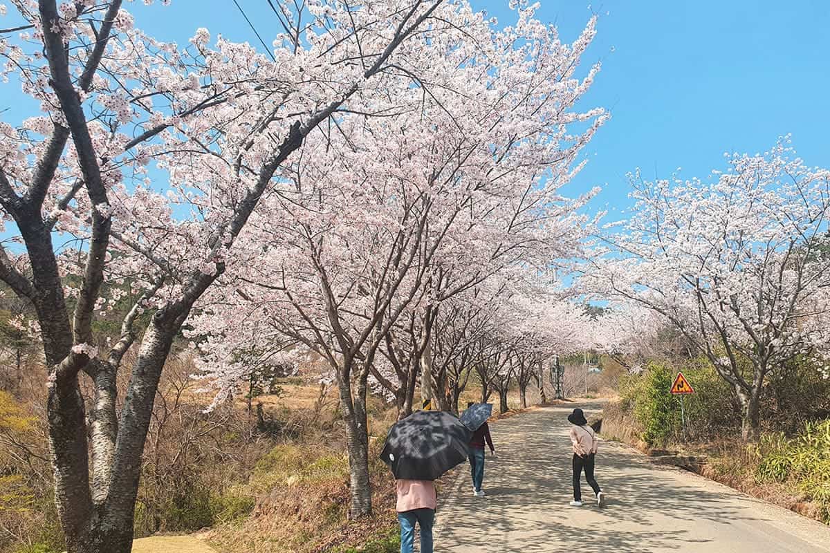 고성 대가면 십리벚꽃길 풍경 고성 대가면 십리벚꽃길 풍경