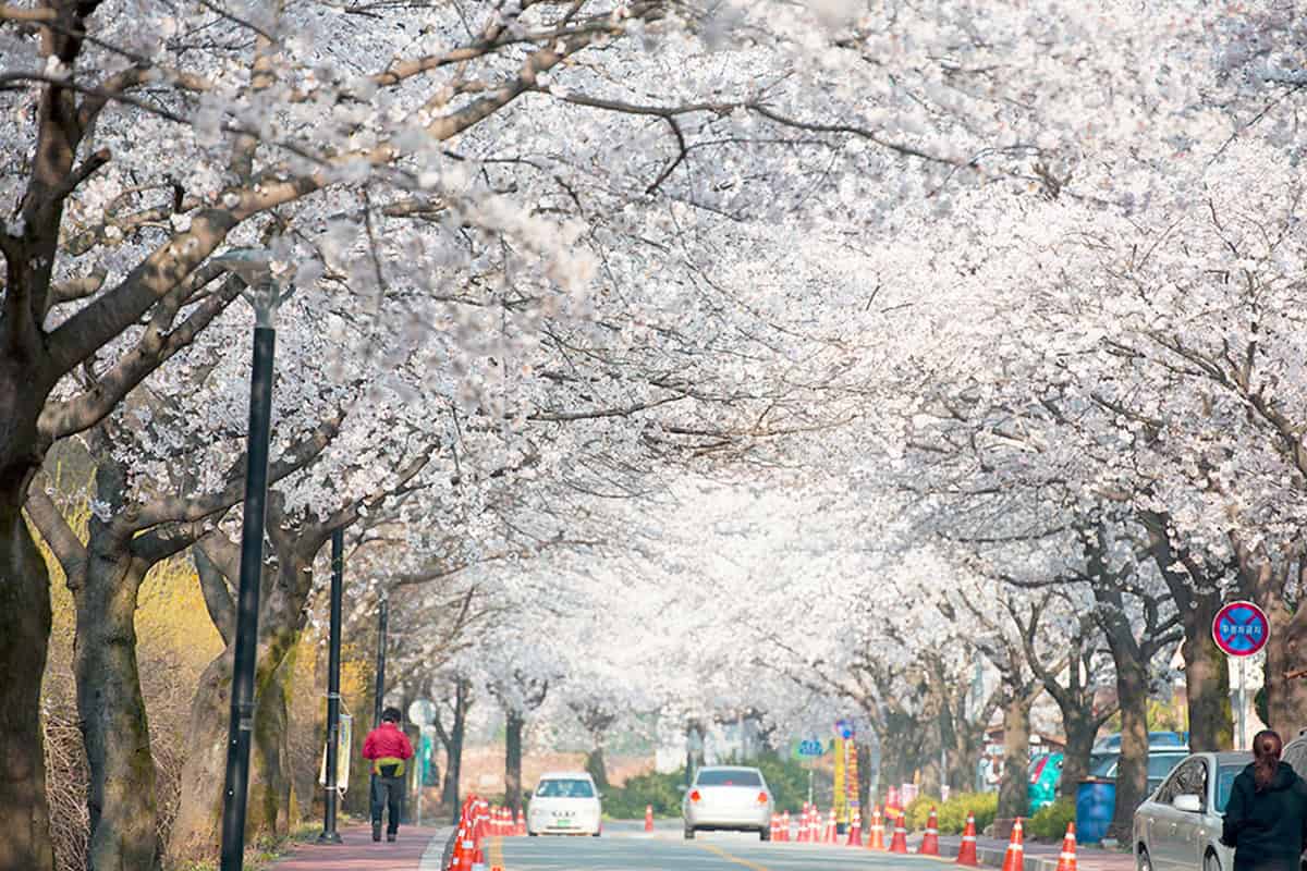 공주 계룡산 벚꽃축제 공주 계룡산 벚꽃축제