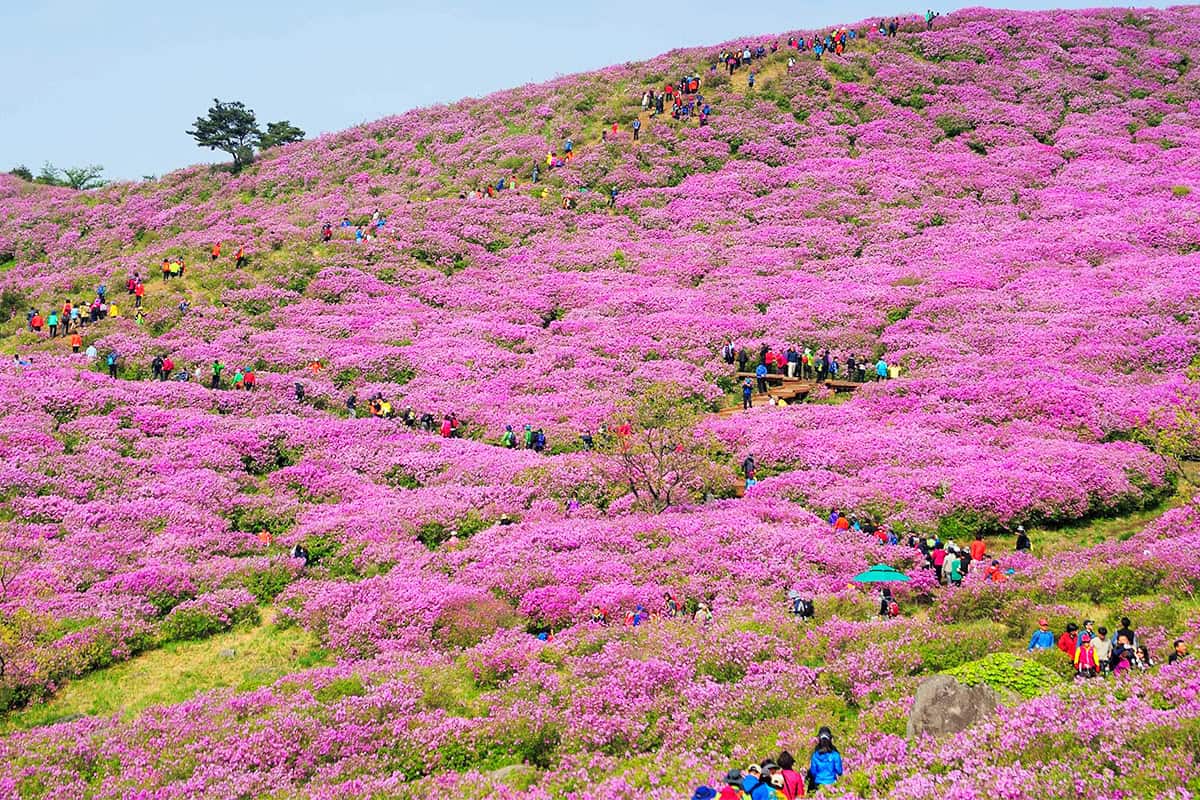합천 황매산 합천 황매산