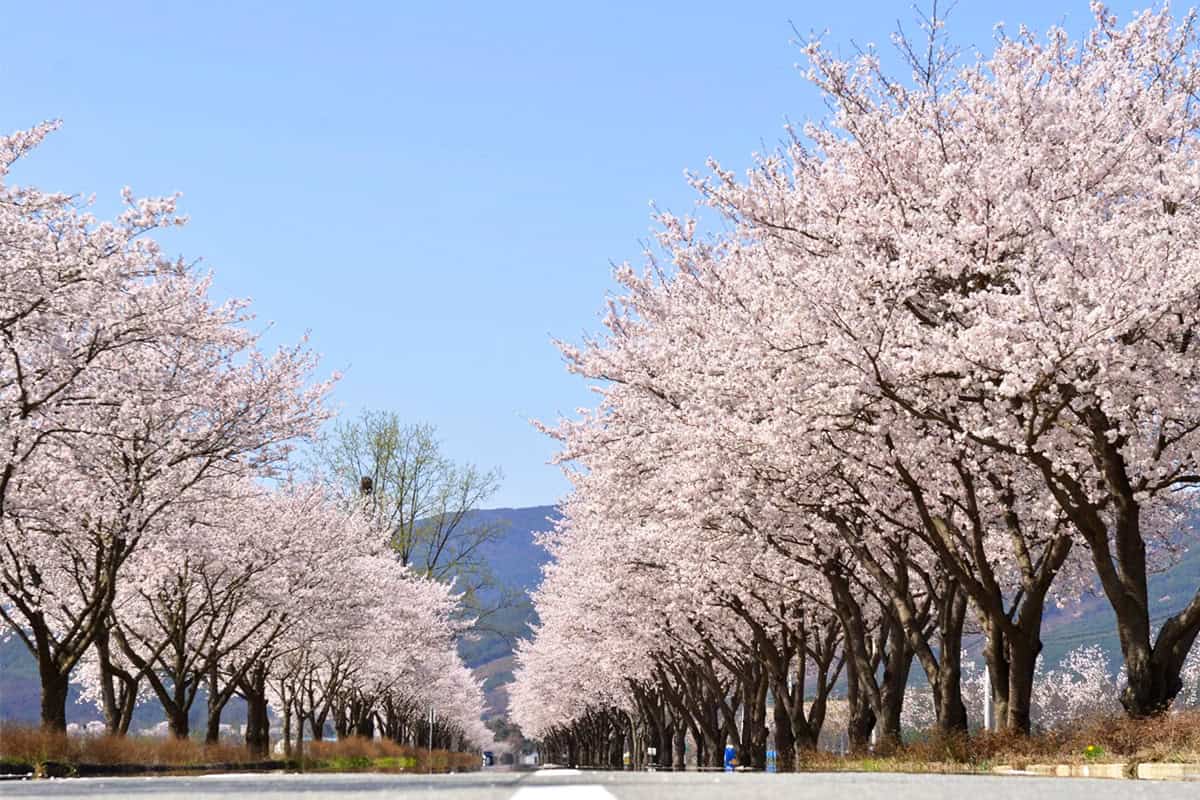 합천 백리 벚꽃길 합천 백리 벚꽃길