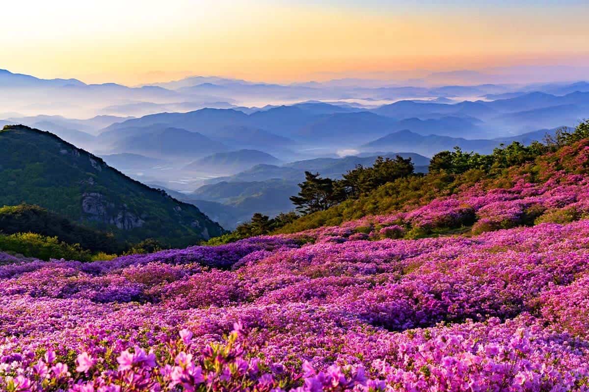황매산 화려한 철쭉 황매산 화려한 철쭉