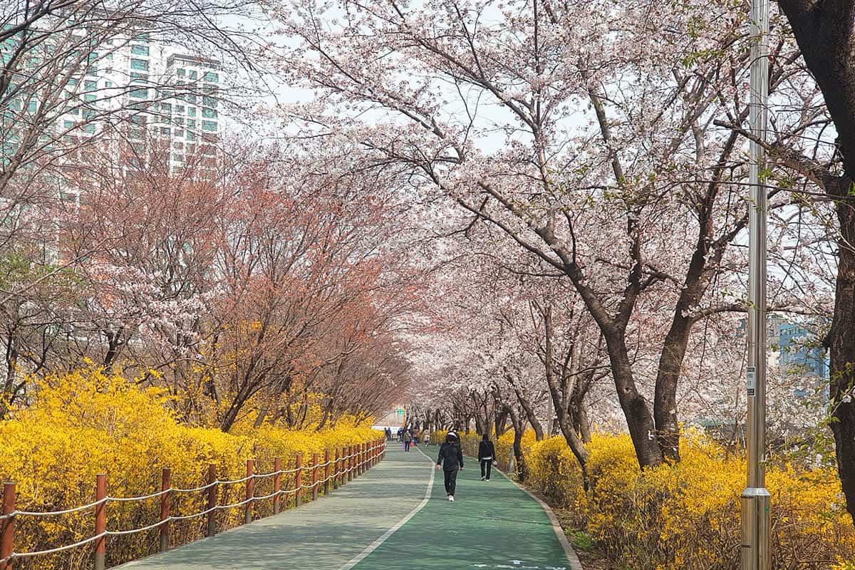 반포 허밍웨이길 봄