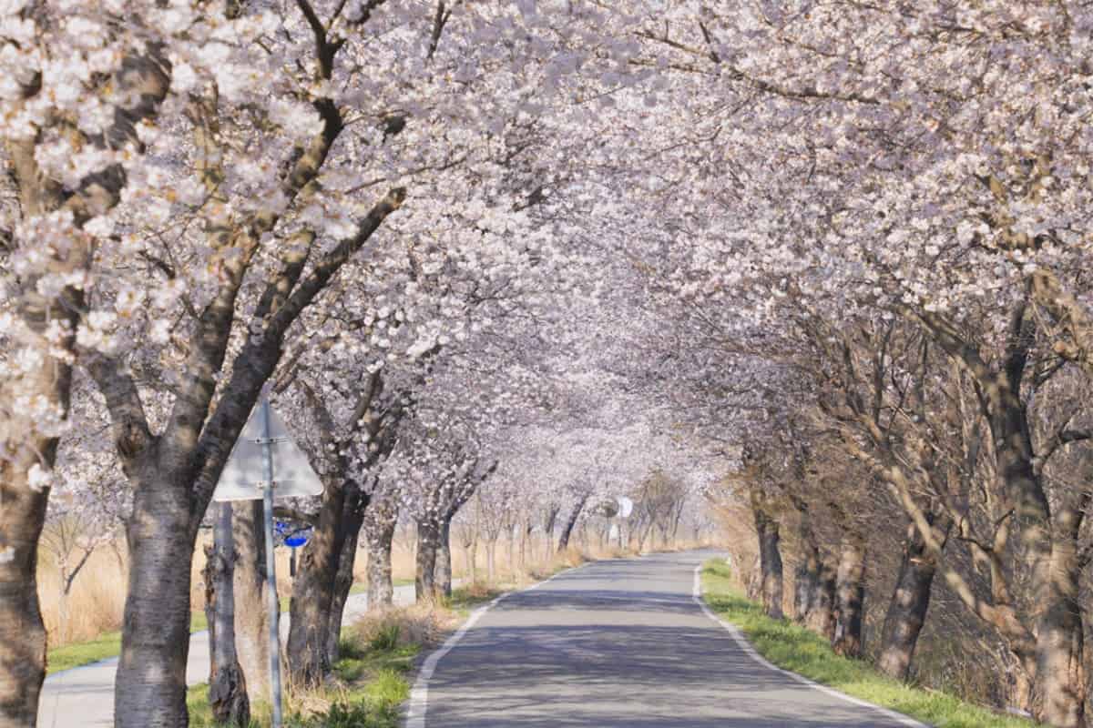 익산 만경강 벚꽃길 익산 만경강 벚꽃길