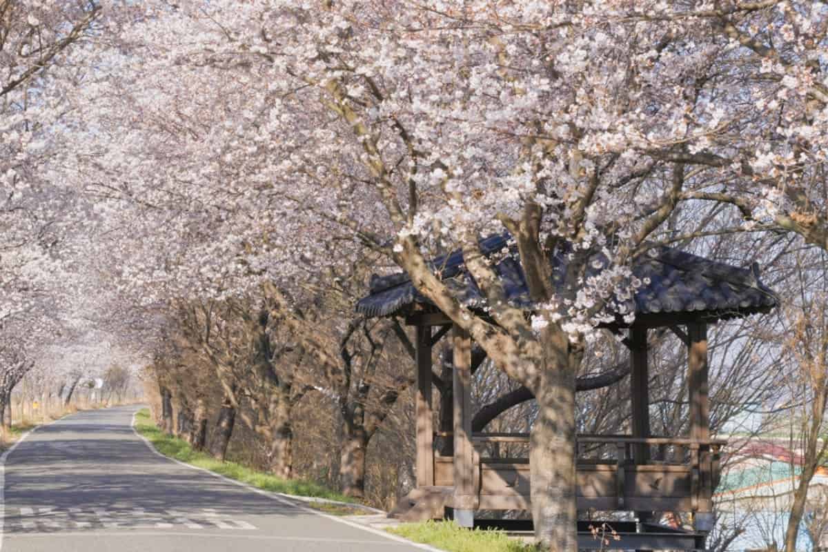 익산 만경강 자전거 벚꽃길 익산 만경강 자전거 벚꽃길
