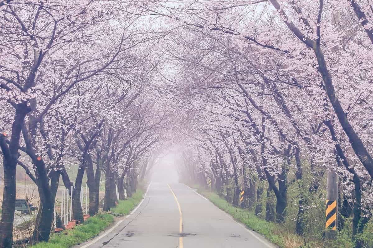 익산 웅포 벚꽃길 익산 웅포 벚꽃길