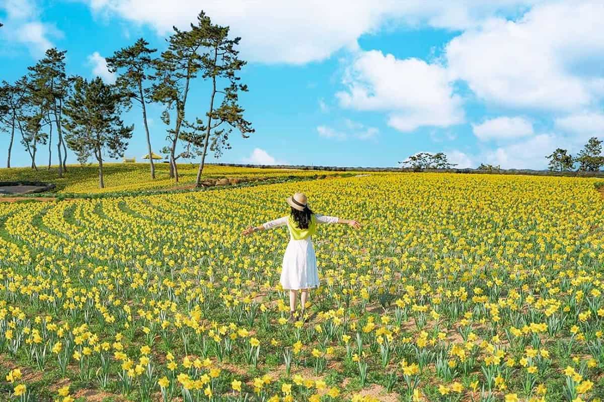 선도 수선화 축제
