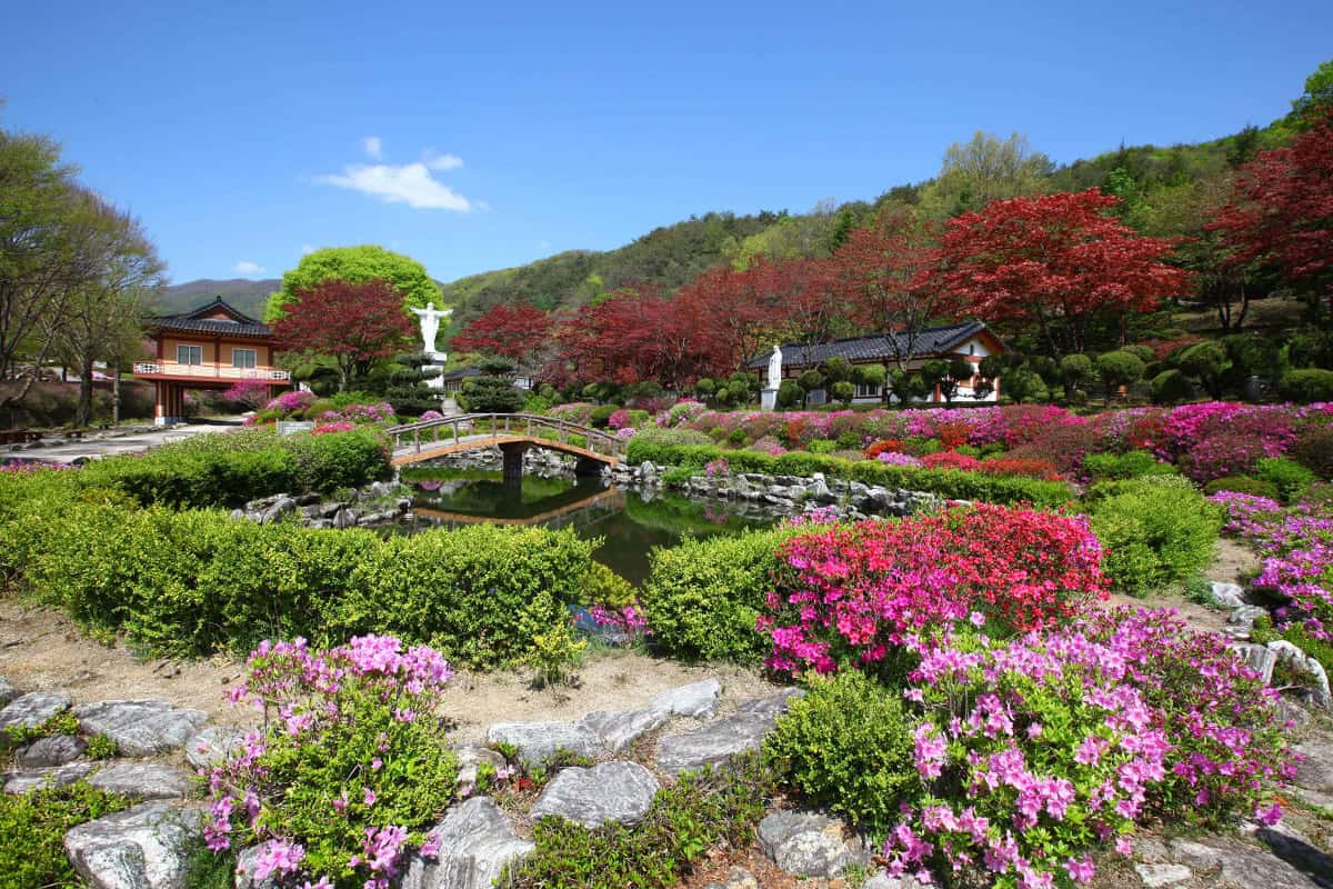 제천 배론성지 철쭉 제천 배론성지 철쭉