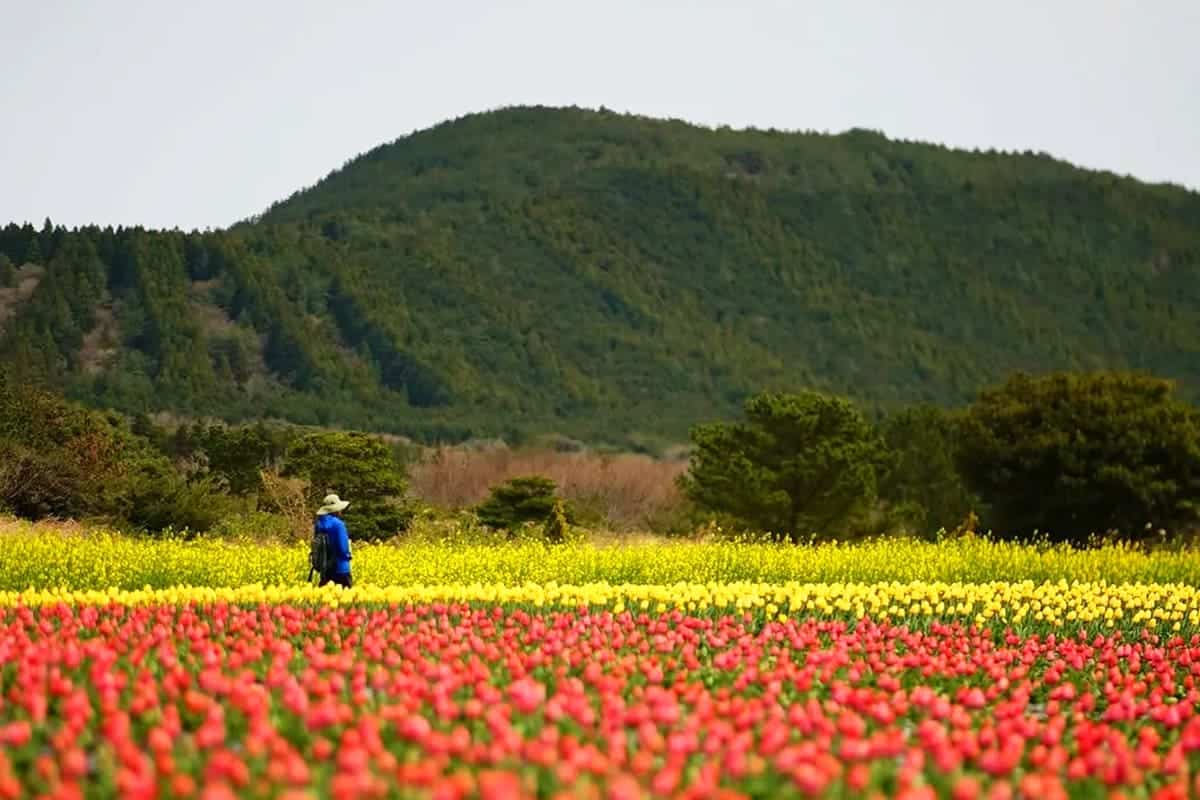 제주 보롬왓 튤립 풍경 제주 보롬왓 튤립 풍경