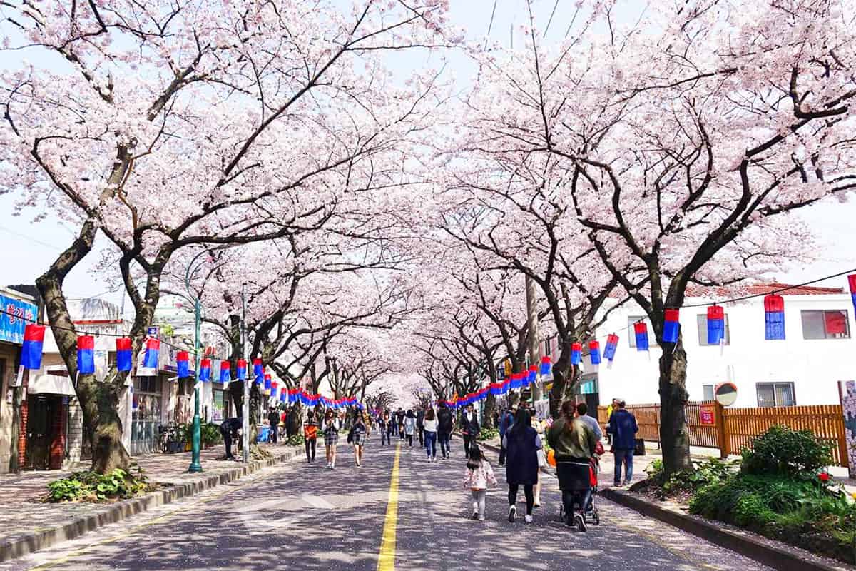 제주 전농로 왕벚꽃 축제