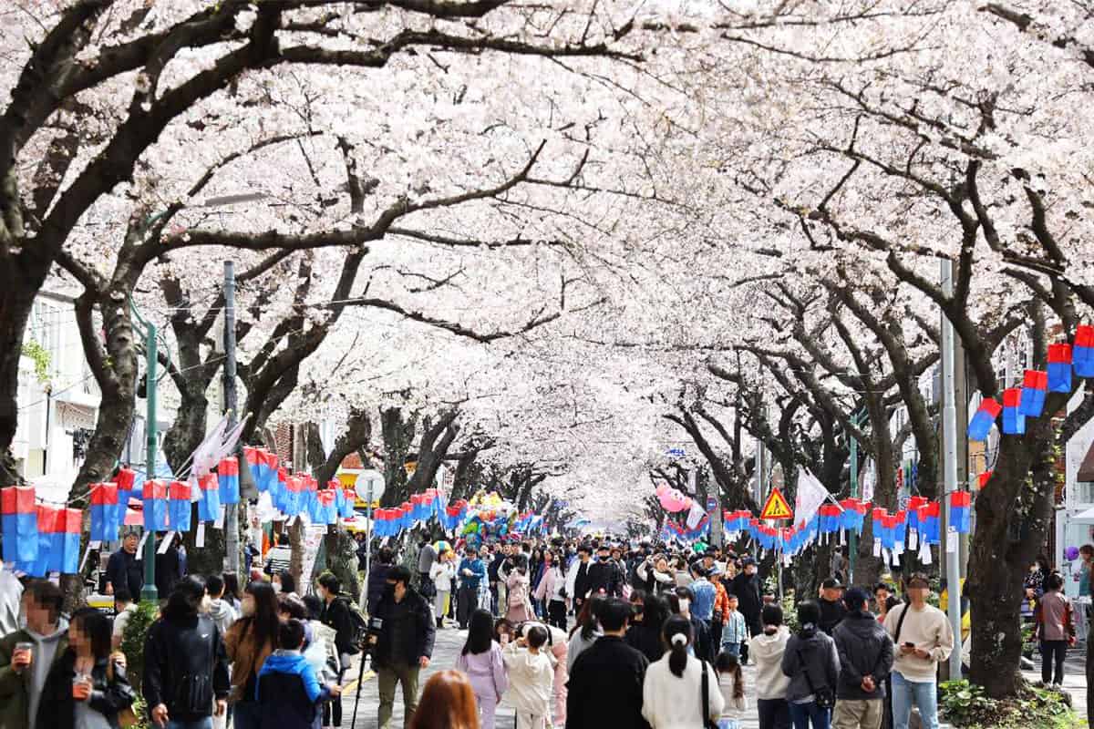 제주 전농로 왕벚꽃길