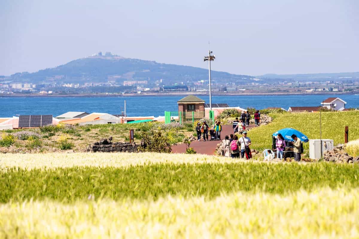 가파도 청보리밭