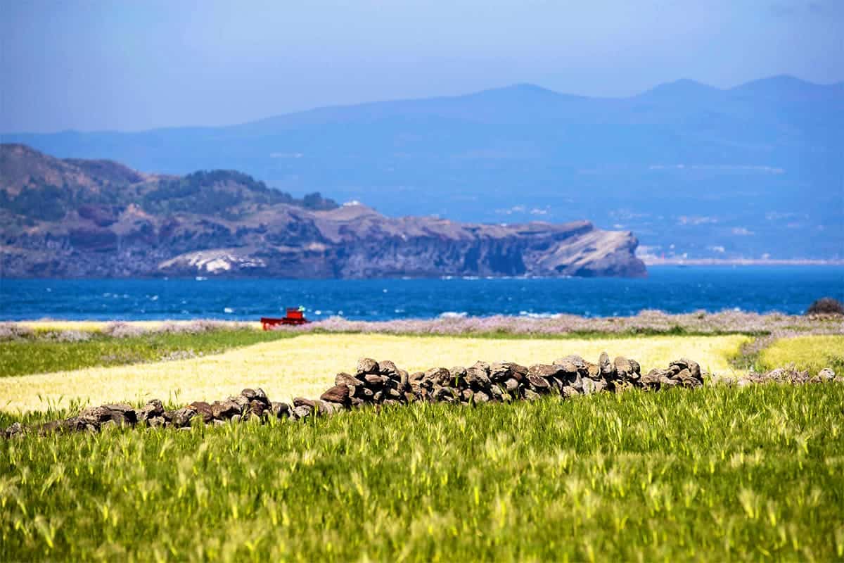 제주 가파도 청보리밭