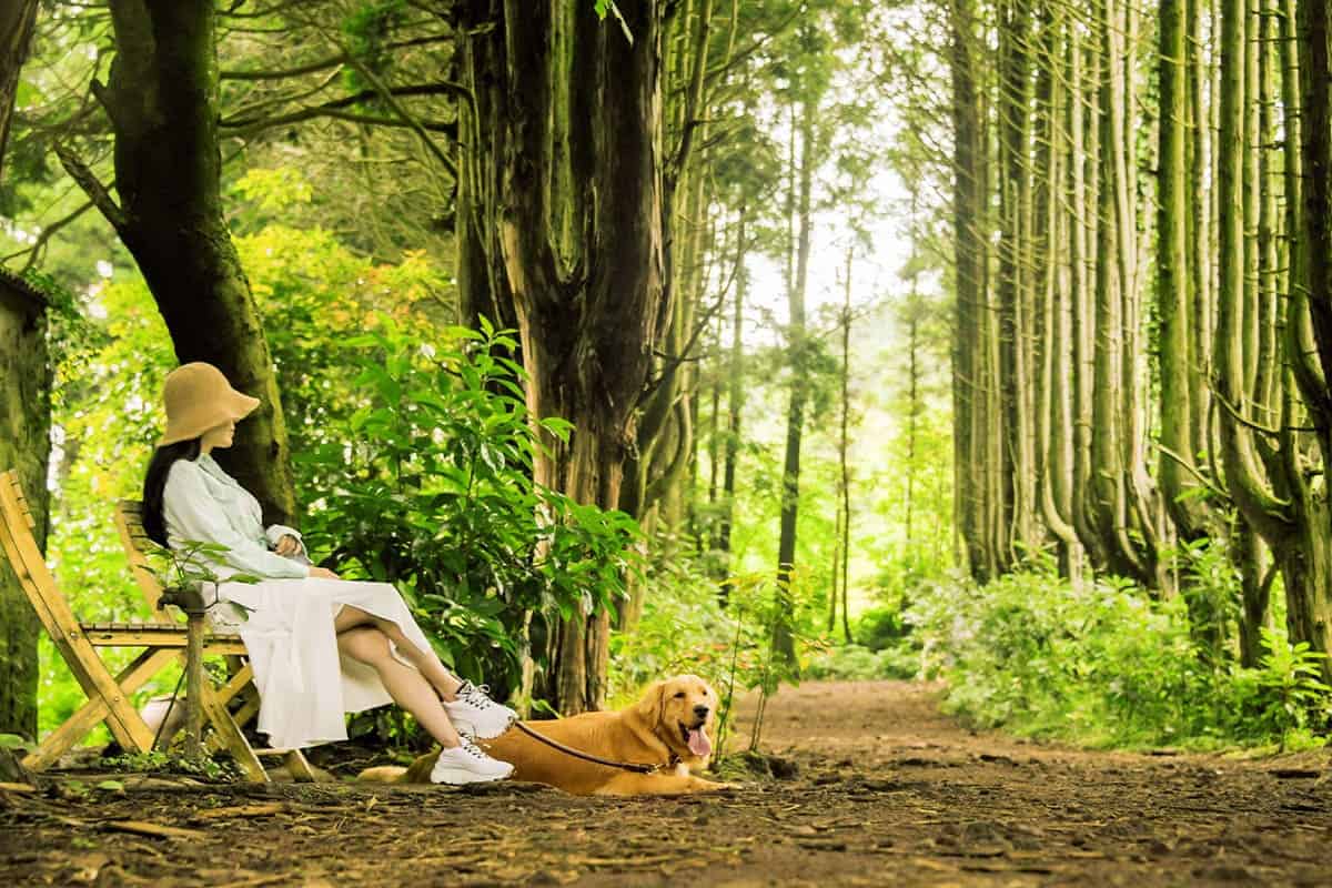 제주 비밀의 숲 제주 비밀의 숲