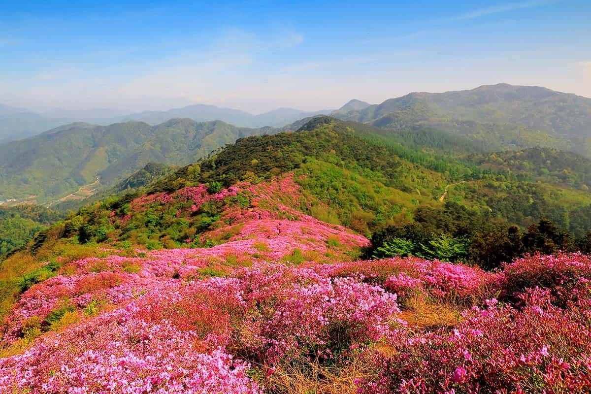 봉화산에 핀 철쭉 봉화산에 핀 철쭉
