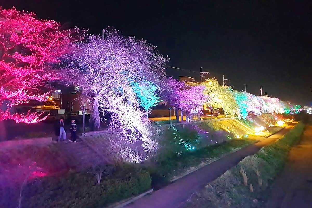 2025정읍벚꽃축제 현장 아경