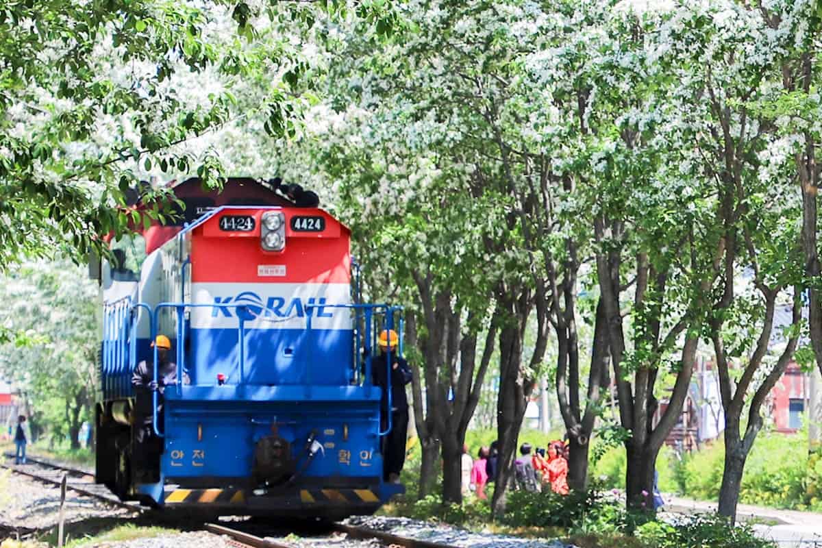 전주 이팝나무 철길 전주 이팝나무 철길