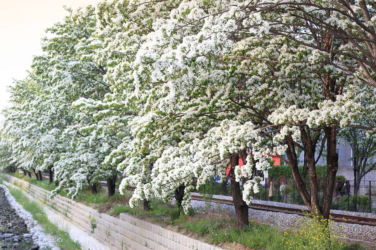 전주 이팝나무 철길 전주 이팝나무 철길
