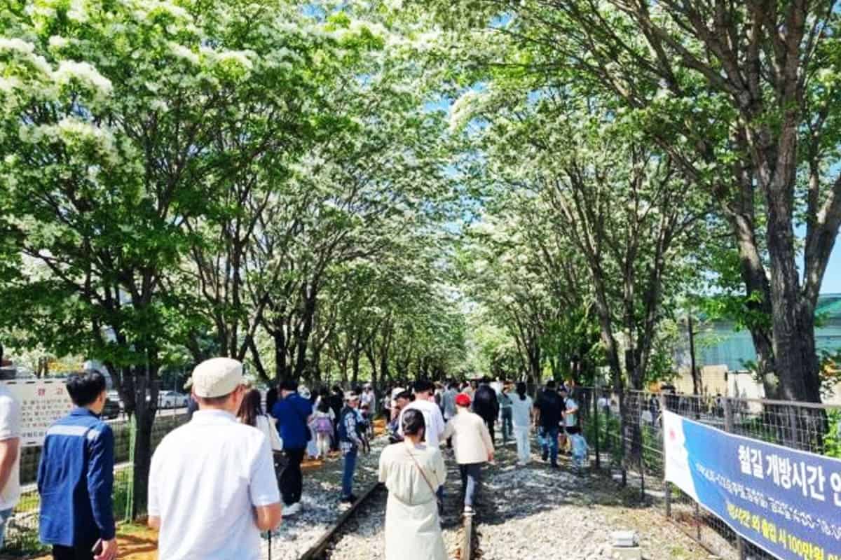 전주 이팝나무 철길 전주 이팝나무 철길