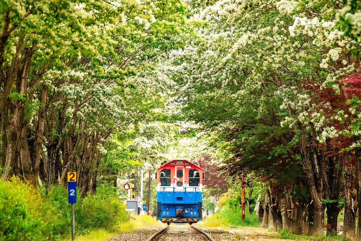 전주 이팝나무 철길 전주 이팝나무 철길
