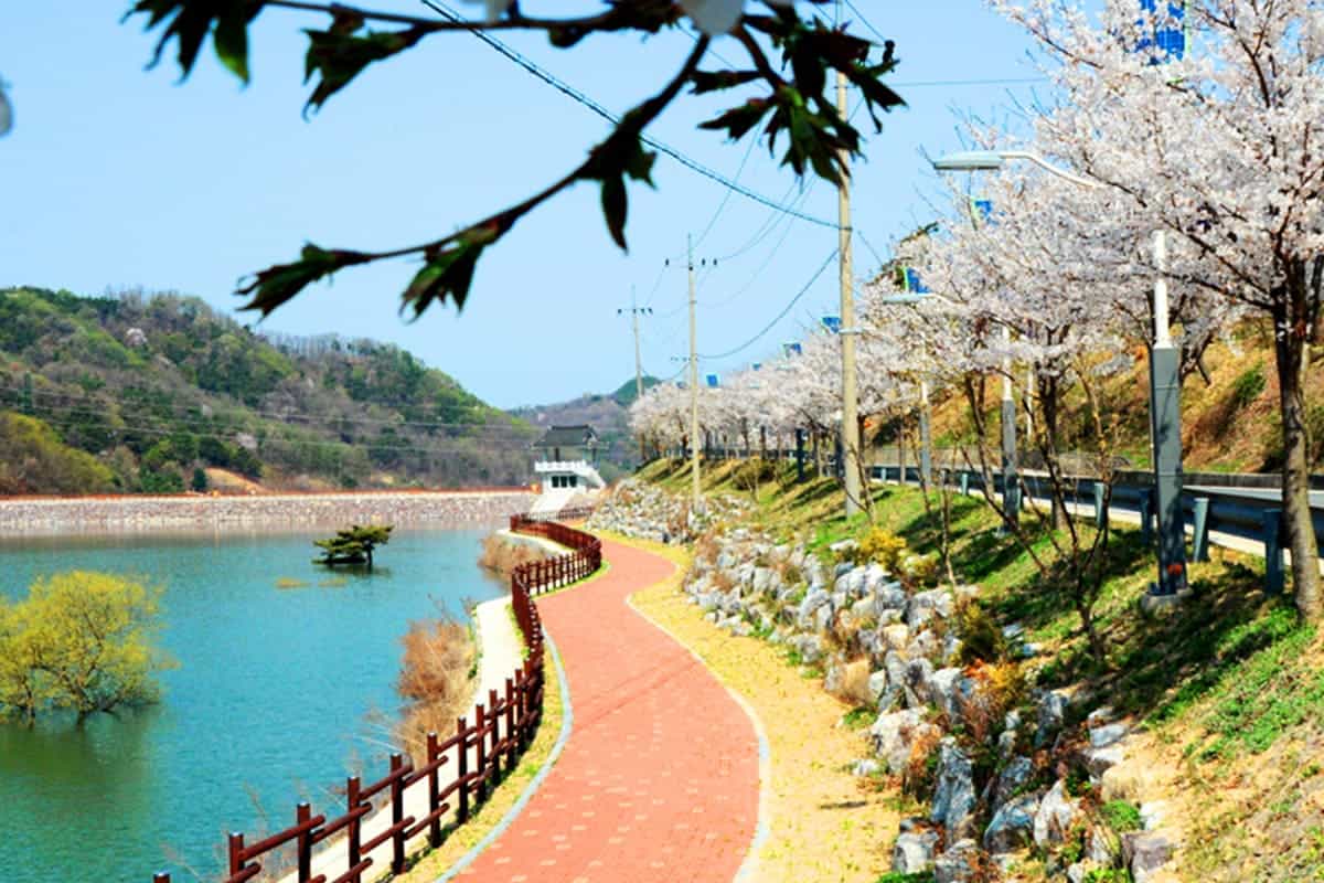 삼기저수지 벚꽃 산책로 삼기저수지 벚꽃 산책로