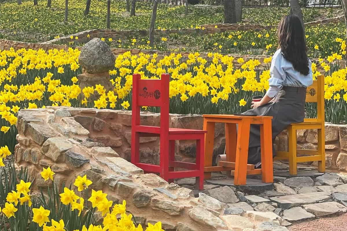 월아산 숲속의 진주 수선화
