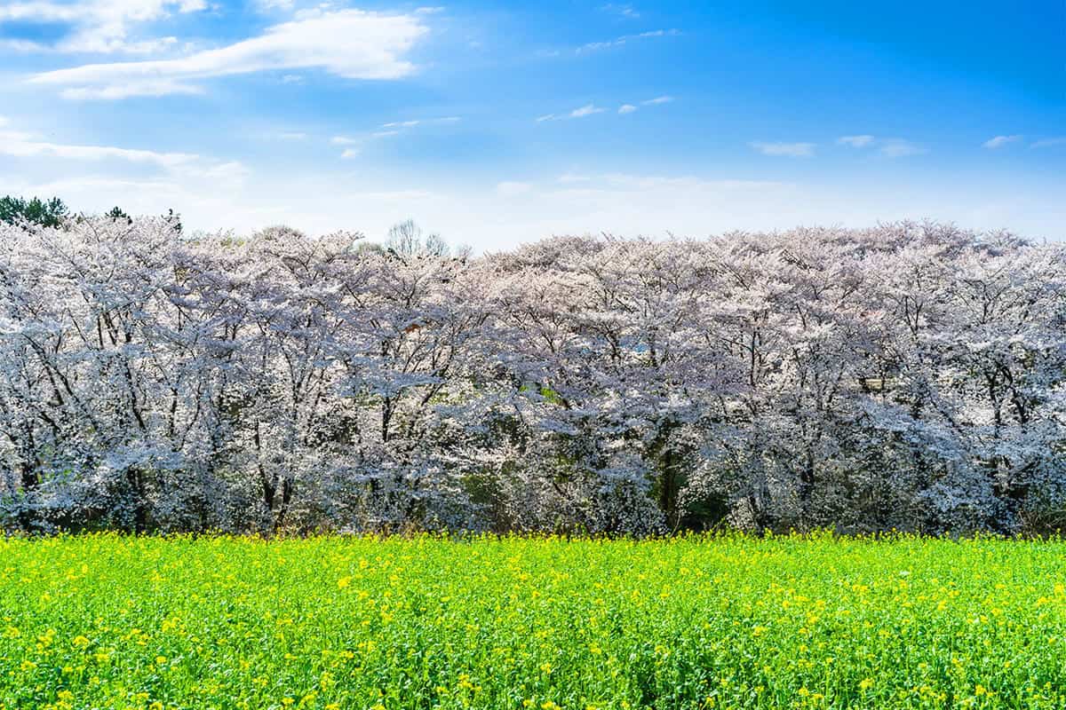 진주 경상대학교 벚꽃 진주 경상대학교 벚꽃