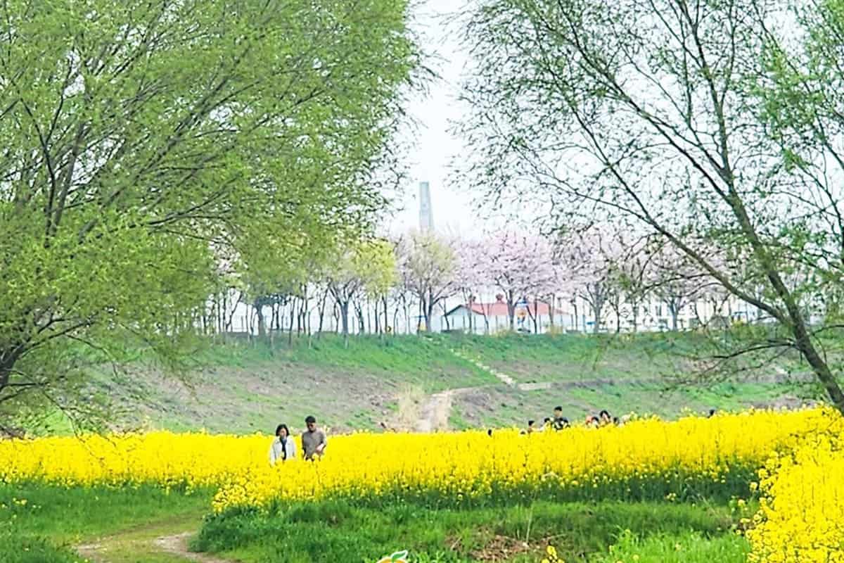 나주 영산강 유채꽃