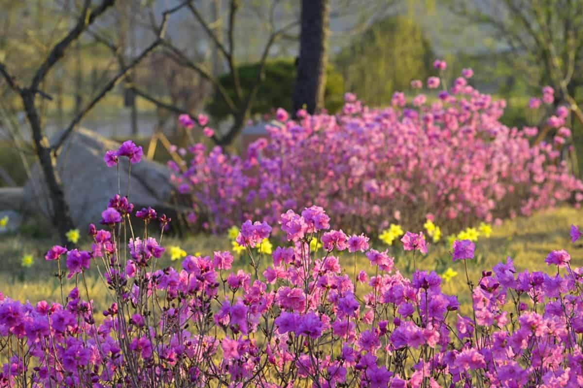 국립세종수목원 철쭉 국립세종수목원 철쭉