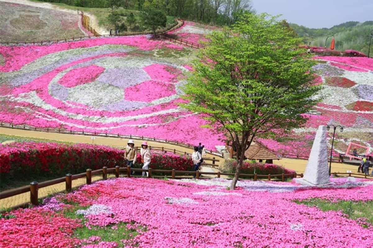 산청 생초국제조각공원 꽃잔디 축제 풍경