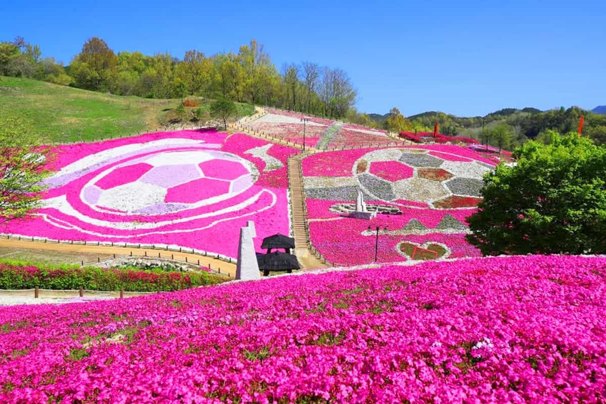 웅장한 생초국제조각공원 꽃잔디