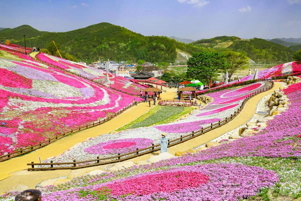 산청 생초국제조각공원 꽃잔디 축제
