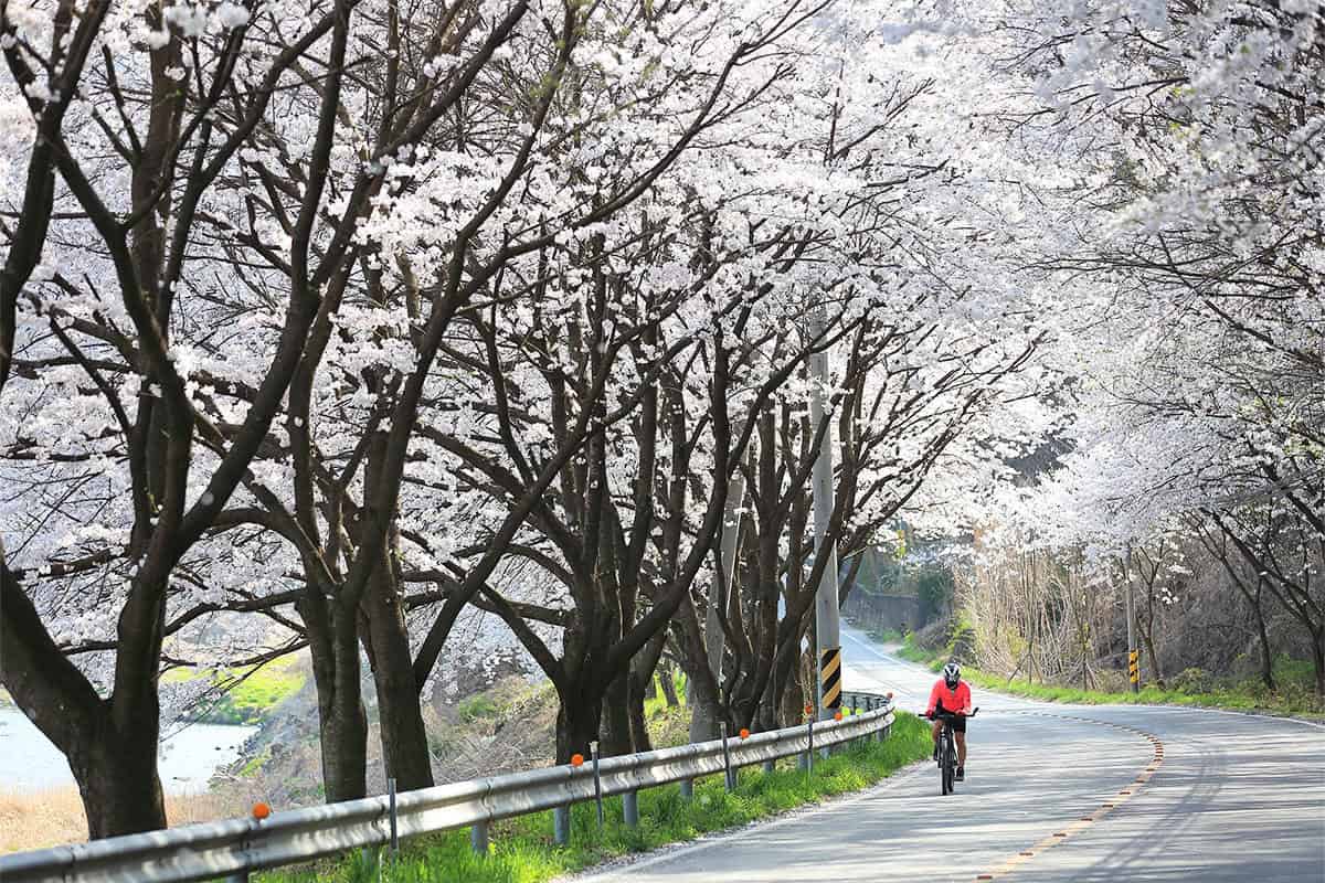 세종 강변 벚꽃길 세종 강변 벚꽃길