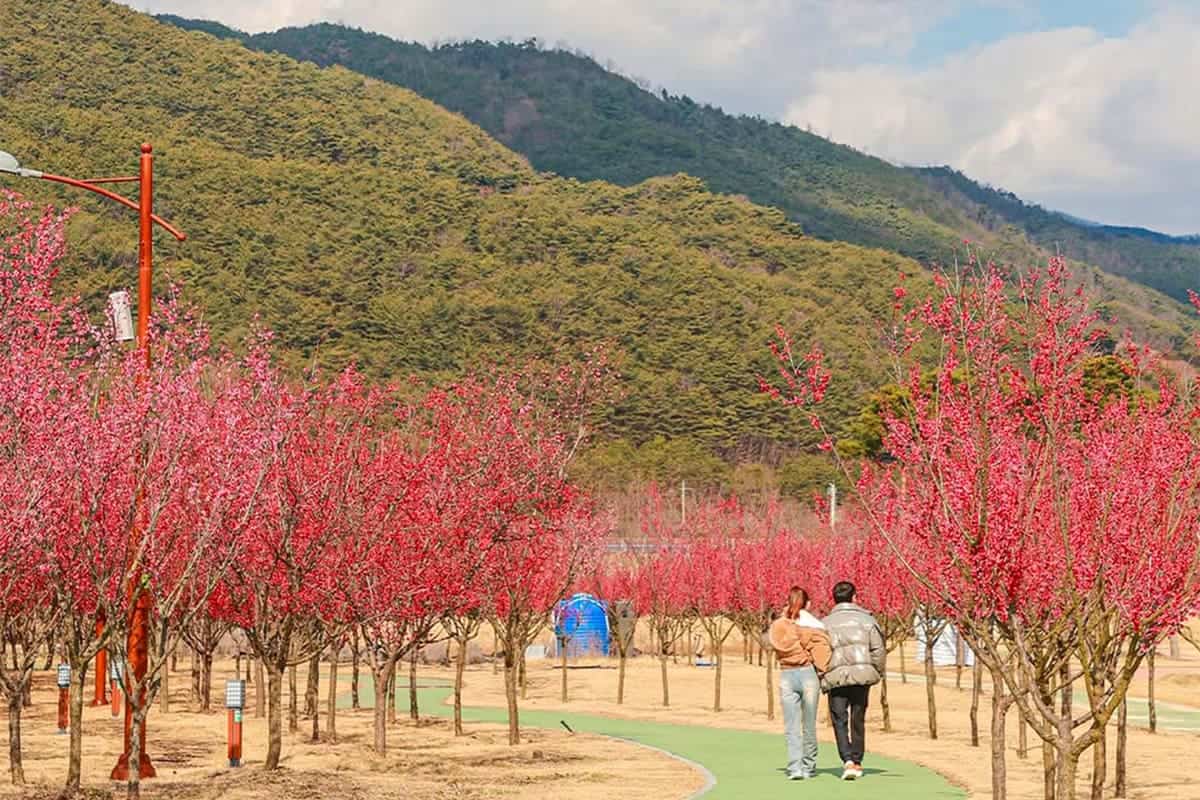 섬진강수달생태공원 홍매화길